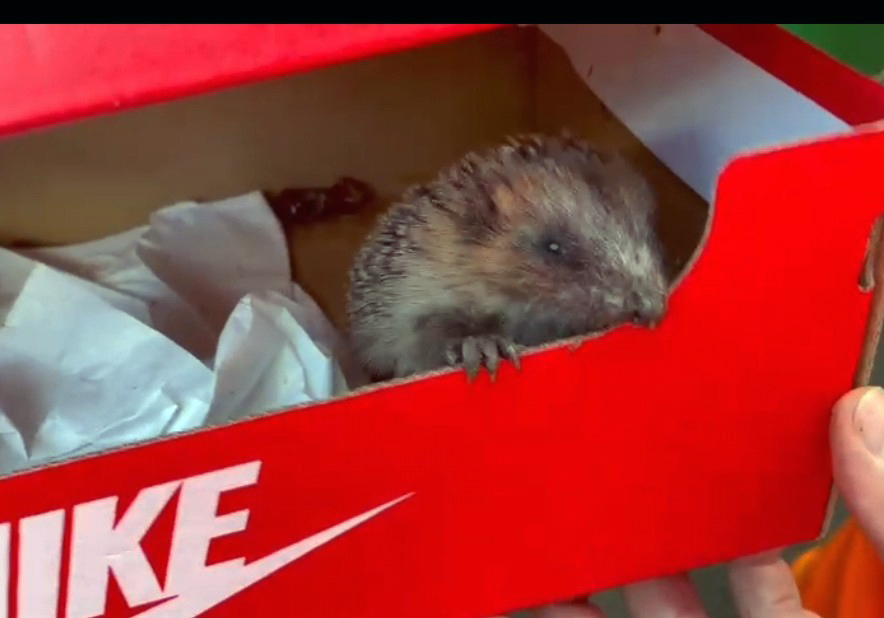 Baby hedgehog peers out of a red box