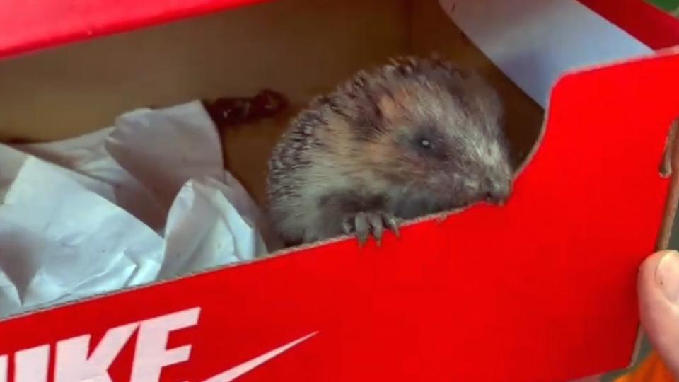 Baby hedgehog peers out of a red box